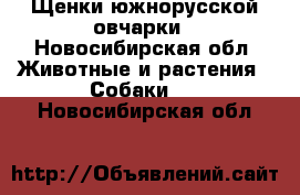 Щенки южнорусской овчарки - Новосибирская обл. Животные и растения » Собаки   . Новосибирская обл.